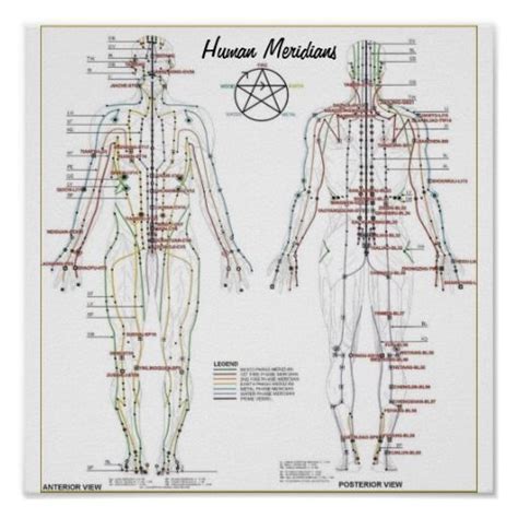 Human Meridians & Pressure Point Chart Poster | Zazzle | Pressure ...