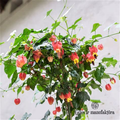 Abutilon, Flowering Maple