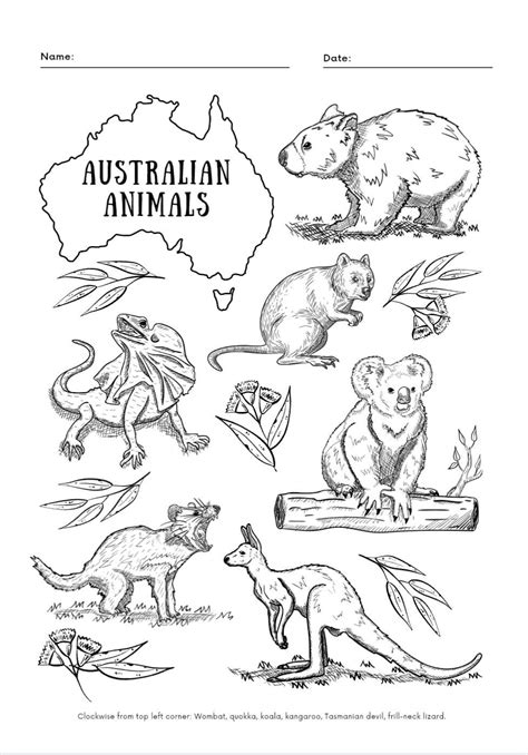 an australian animal coloring page with pictures of kangaroos, koala ...