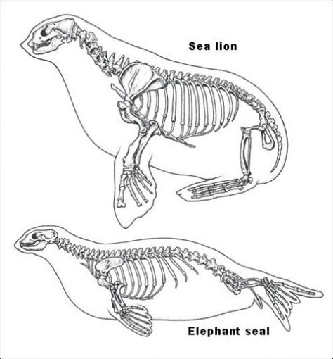 sea lion skeletal system | ricky - 2011/11/9 #mammals #mammals #anatomy ...