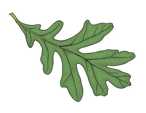 White Oak Leaf Drawing | Free download on ClipArtMag