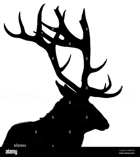 Silhouette of a bull elk against a white background Stock Photo - Alamy