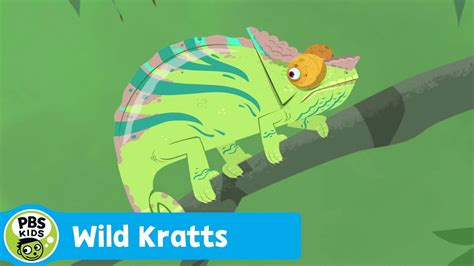 WILD KRATTS | Chameleon Camouflage | PBS KIDS | WPBS | Serving Northern New York and Eastern Ontario