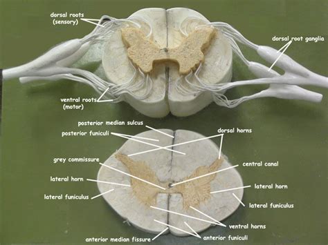 Spinal cord section | Basic anatomy and physiology, Medical anatomy, Human anatomy and physiology