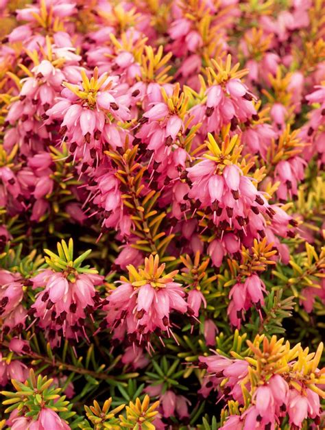 Winter Flowering Heathers - Erica x Darleyensis Plants - Hopes Grove