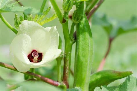 Okra Plant Flower