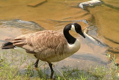 Colvin Run Habitat: Canadian Goose Takes a Swim