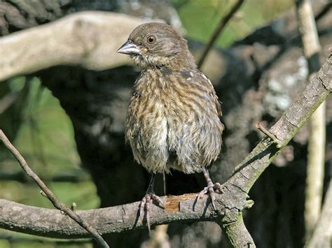 NestWatch | Spotted Towhee - NestWatch