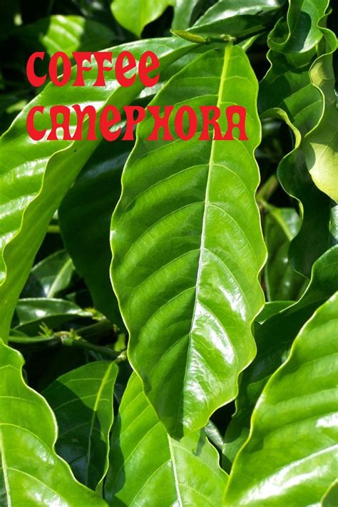 Coffea CANEPHORA Coffee BEANS ROBUSTA PLANT Seeds