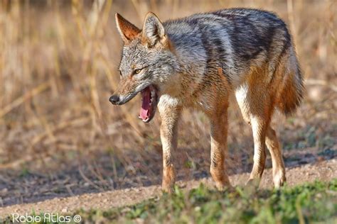 African Wolf: from a misclassified taxon to a full species - MaghrebOrnitho