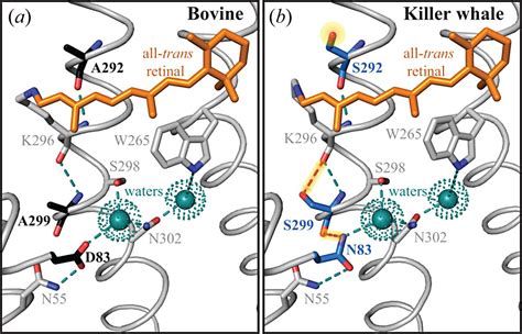 Epistatic interactions influence terrestrial–marine functional shifts in cetacean rhodopsin ...