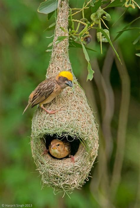 Explore Baya Weaver S, Weaver S Nest | Pretty birds, Pet birds ...