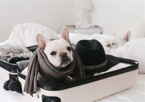 10 Pet-Friendly Hotels For Your Fur Baby In Washington, D.C.