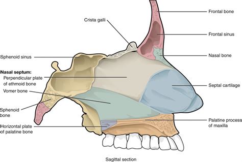 The Skull | Anatomy and Physiology I