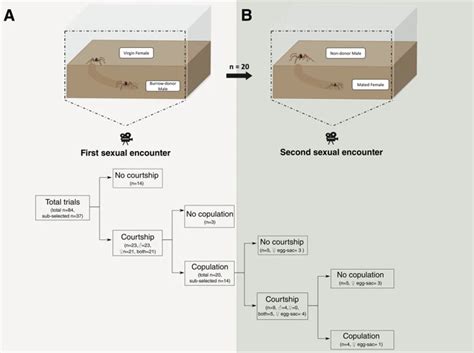 Wolf Spider Life cycle and behavior Archives - Spiders FAQ