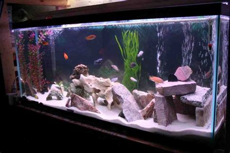 Cichlid Aquarium Decorations | Diy fish tank, Cichlid aquarium, Modern fish tank