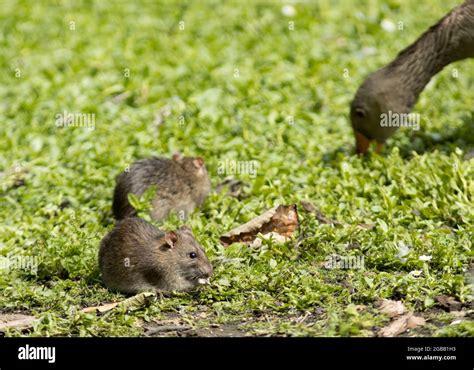 Murid rodent hi-res stock photography and images - Alamy