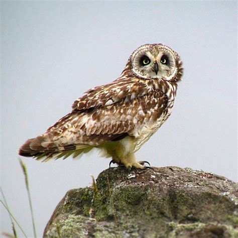 Hawaiʻi Birding Trails | Hawaiian short-eared owl