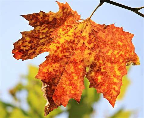 Free photo: Autumn, Autumn Leaf, Leaves - Free Image on Pixabay - 1638473