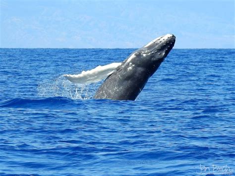 Breaching Baby Humpback! | We Live In A Postcard