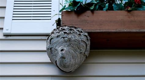 Hornet Nest Removal: How To Get Rid Of Hornets Safely and Easily