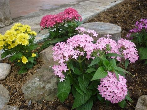 Penta, cuidados de una planta de bajo mantenimiento | Jardineria y ...