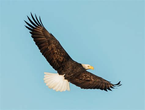 Eagle Back View Photograph by Loree Johnson - Fine Art America