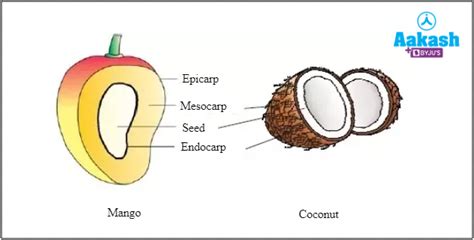 Different Types of Fruits with Pictures & Names | AESL