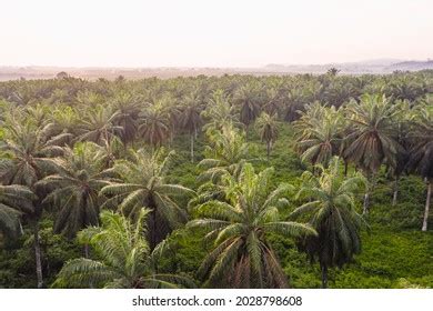 36 Sawit kinabalu Images, Stock Photos & Vectors | Shutterstock