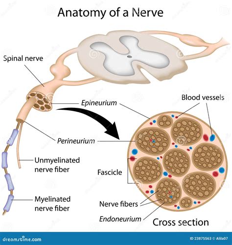 Anatomy of a nerve stock vector. Illustration of ganglion - 23875563