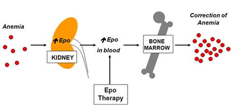 Erythropoietin (EPO) - Function & Erythropoietin Therapy Side Effects