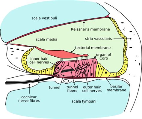 How Does the Cochlea Work to Let Us Hear? - HubPages