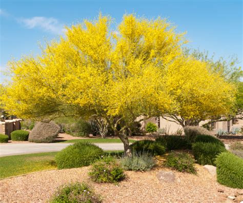 Everything You Should Know About the State Tree of Arizona- The Palo Verde - ELS Maintenance ...