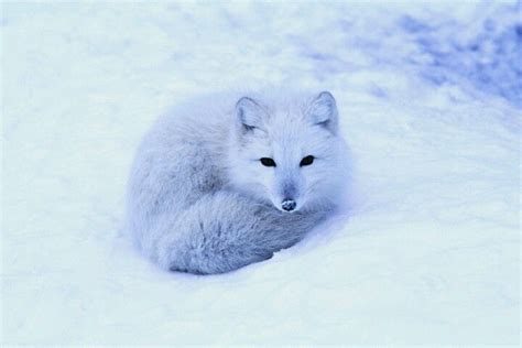 The rare blue fox | Arctic fox, Animals, Fox