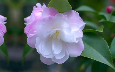 Cinnamon Cindy Hybrid Camellia - 1 Gallon - Shrub - Hybrid Camellias | ToGoGarden