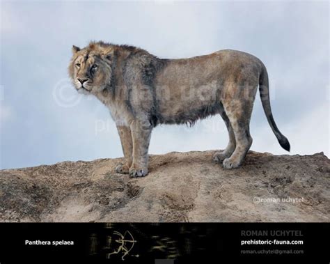 The cave lion (Panthera (Leo) Spelaea) was one of the biggest cats of all ages. Reaching 120 cm ...