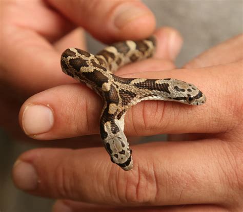 Two-headed rat snake finds a new home at Central Texas zoo | Las Vegas Review-Journal