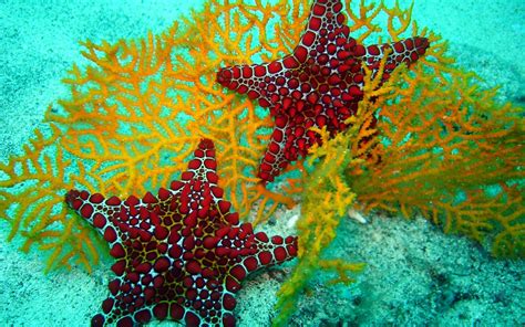 starfish, Ocean, Sea, Sealife, Fish, Bokeh Wallpapers HD / Desktop and ...