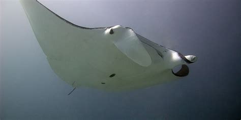 Exmouth Diving & Whaleshark Centre - Exmouth, Australia | Surface Interval