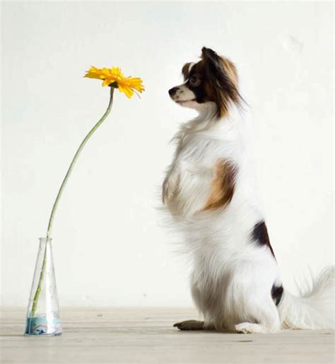 Papillon Dog Breed “Cutest & Smartest Gift For Everyone”