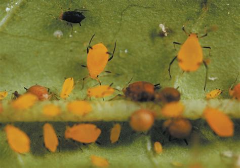 Canaryseed growers get aphid spray advice | The Western Producer