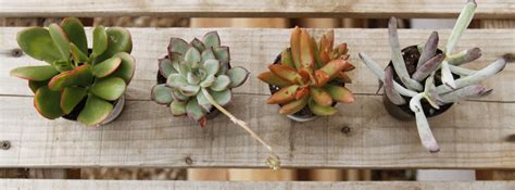 6 Easy-to-Grow Indoor Succulents | Espoma