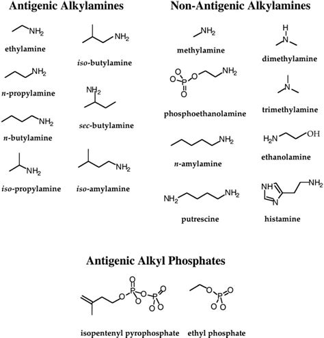 Human γδ T Cells Recognize Alkylamines Derived from Microbes, Edible ...