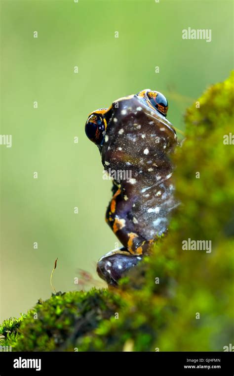 Frog sitting on rock, Indonesia Stock Photo - Alamy