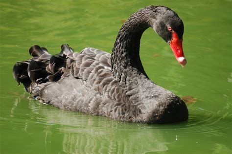 Black Swan Bird - Free photo on Pixabay