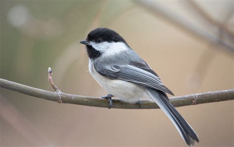 Black-capped Chickadee | Bird | Laura Erickson's For the Birds