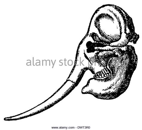 Elephant Skull Drawing at GetDrawings | Free download