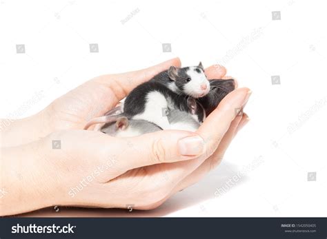 Rat Closeup Isolated On White Background Stock Photo 1542050405 ...