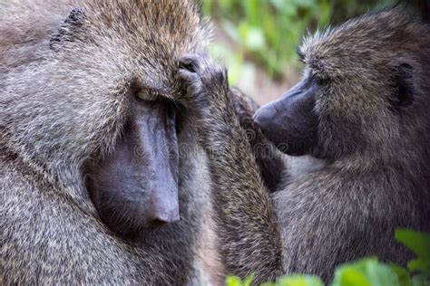 Female Olive Baboon Grooming Mate in Close-up Stock Image - Image of safari, mate: 113500189