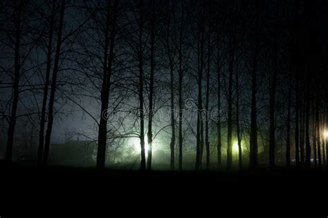 Scary dark forest at night stock photo. Image of scary - 116563868